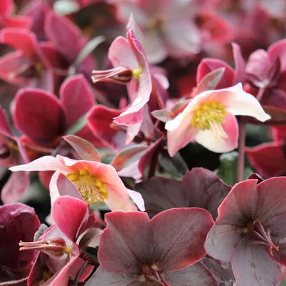 Helleborus x ballardiae Merlin