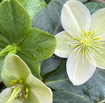 Helleborus x ericsmithii 'Ice Breaker Max'