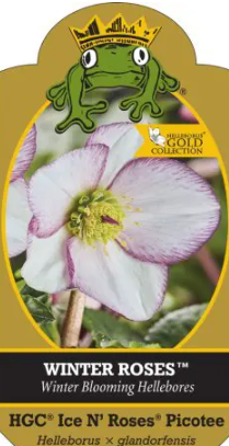 Helleborus x glandorfensis 'Ice 'n' Roses Picotee'