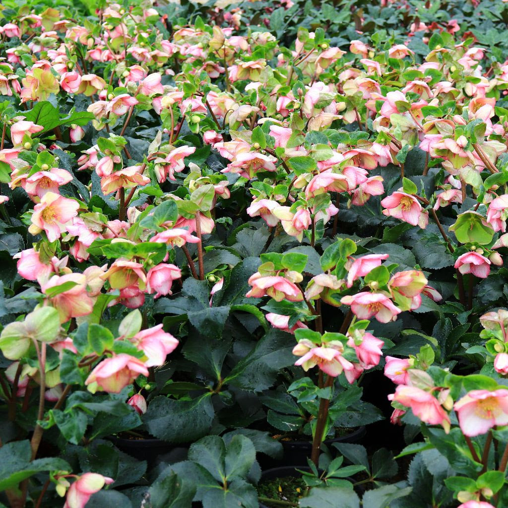 Helleborus x glandorfensis 'Ice 'n' Roses Picotee'