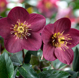 Helleborus x glandorfensis 'Ice 'n' Roses Red'