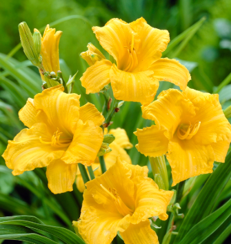 Hemerocallis 'Stella de Oro'