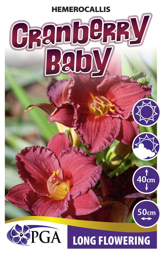 Hemerocallis ‘Cranberry Baby’