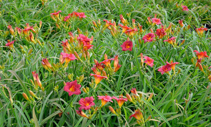 Hemerocallis ‘Cranberry Baby’