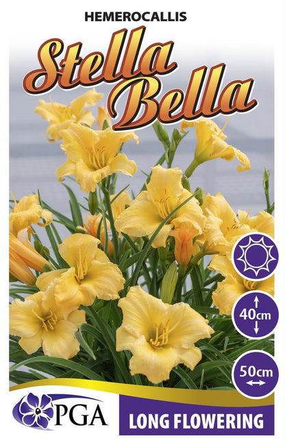Hemerocallis ‘Stella Bella’
