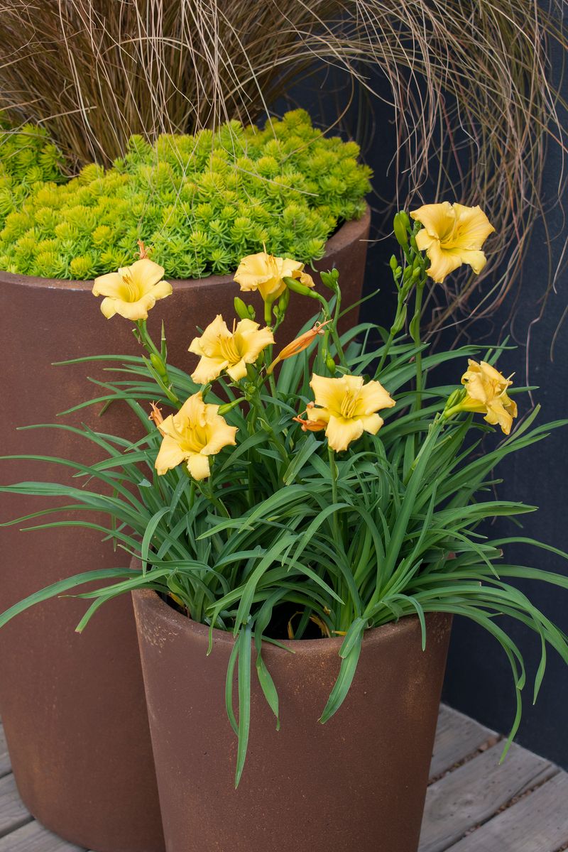 Hemerocallis ‘Stella Bella’