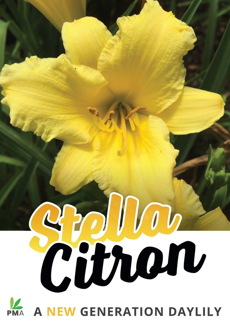 Hemerocallis ‘Stella Citron’