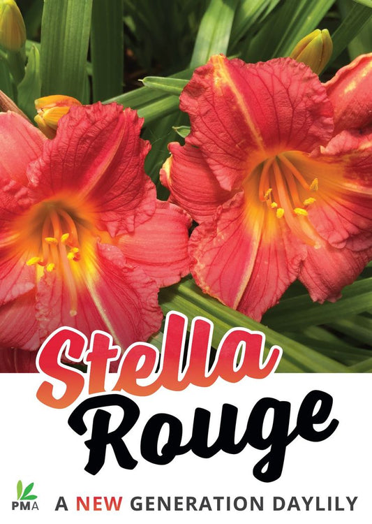 Hemerocallis ‘Stella Rouge’