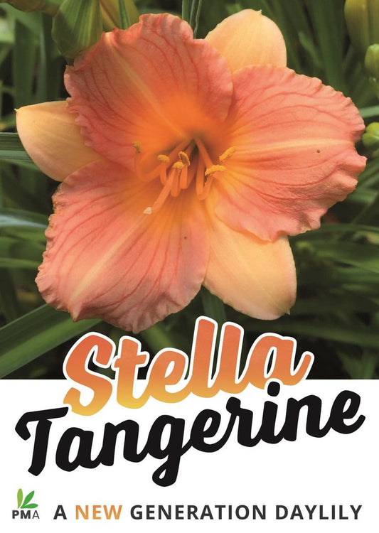 Hemerocallis ‘Stella Tangerine’