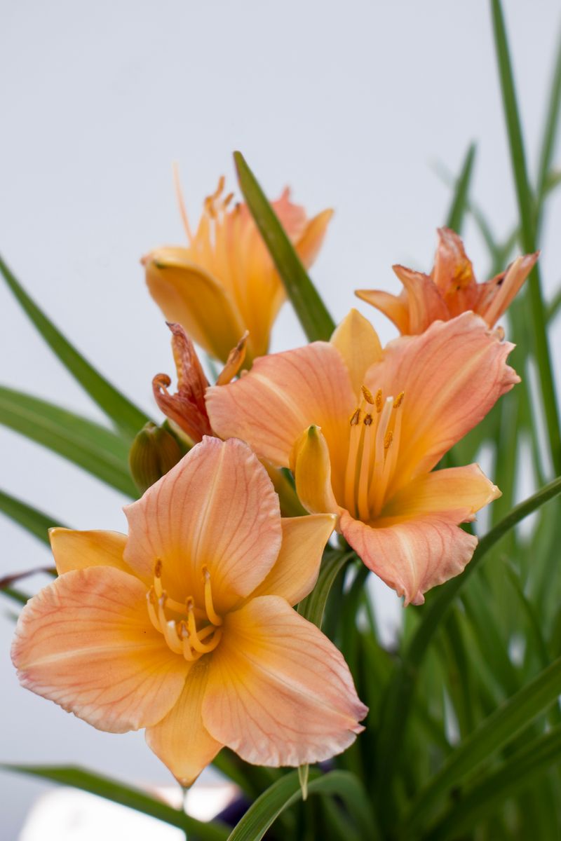 Hemerocallis ‘Stella Tangerine’