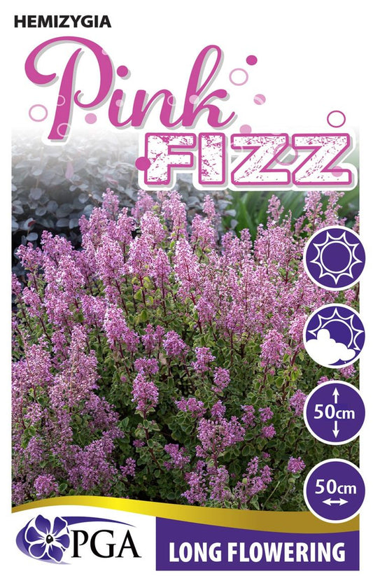 Hemizygia ‘Pink Fizz’