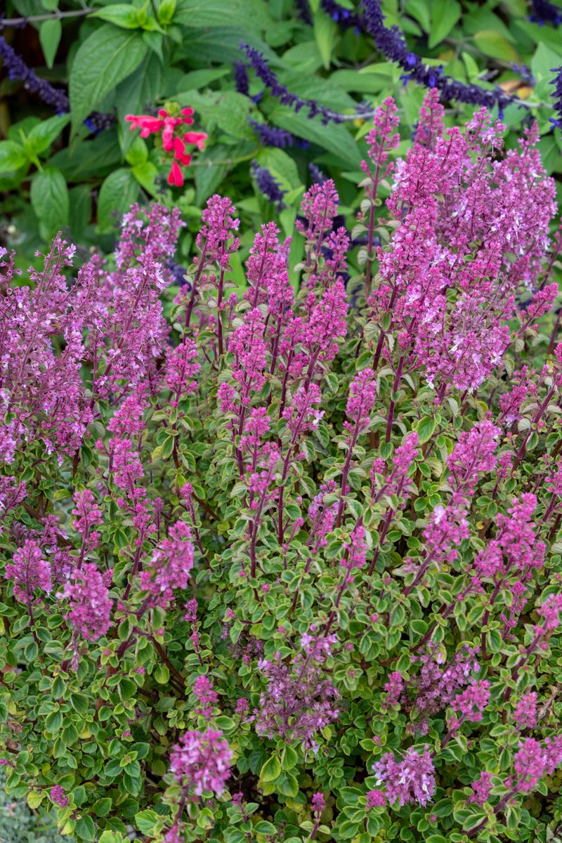 Hemizygia ‘Pink Fizz’