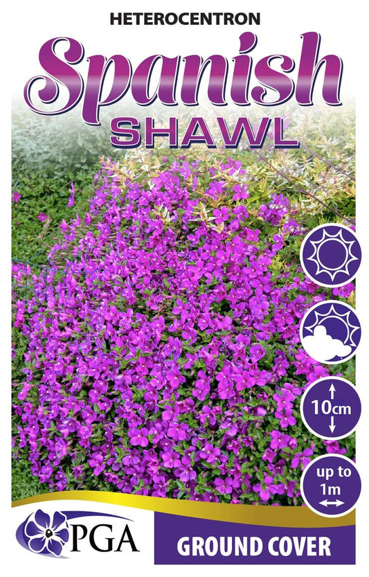 Heterocentron ‘Spanish Shawl’