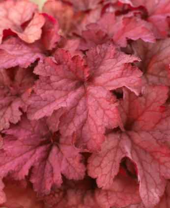 Heuchera Coralberry