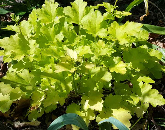 Heuchera Lime Marmalade