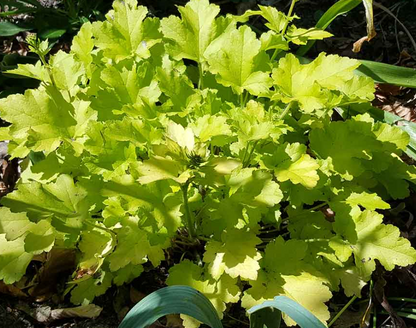 Heuchera Lime Marmalade