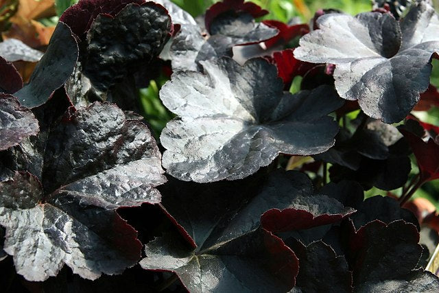 Heuchera Obsidian