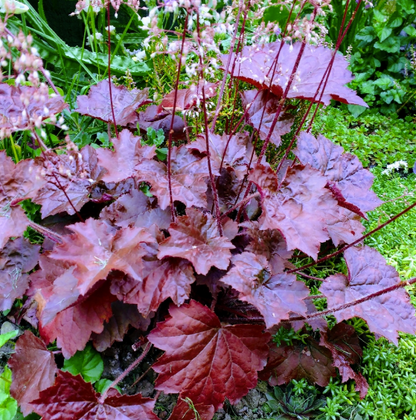 Heuchera Palace Purple
