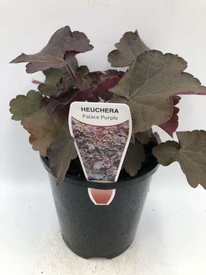 Heuchera Palace Purple