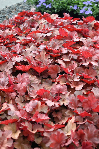 Heuchera ‘Cherry Cola’