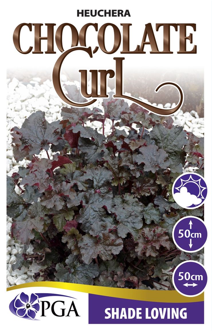 Heuchera ‘Chocolate Curl’