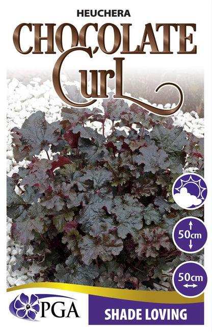 Heuchera ‘Chocolate Curl’