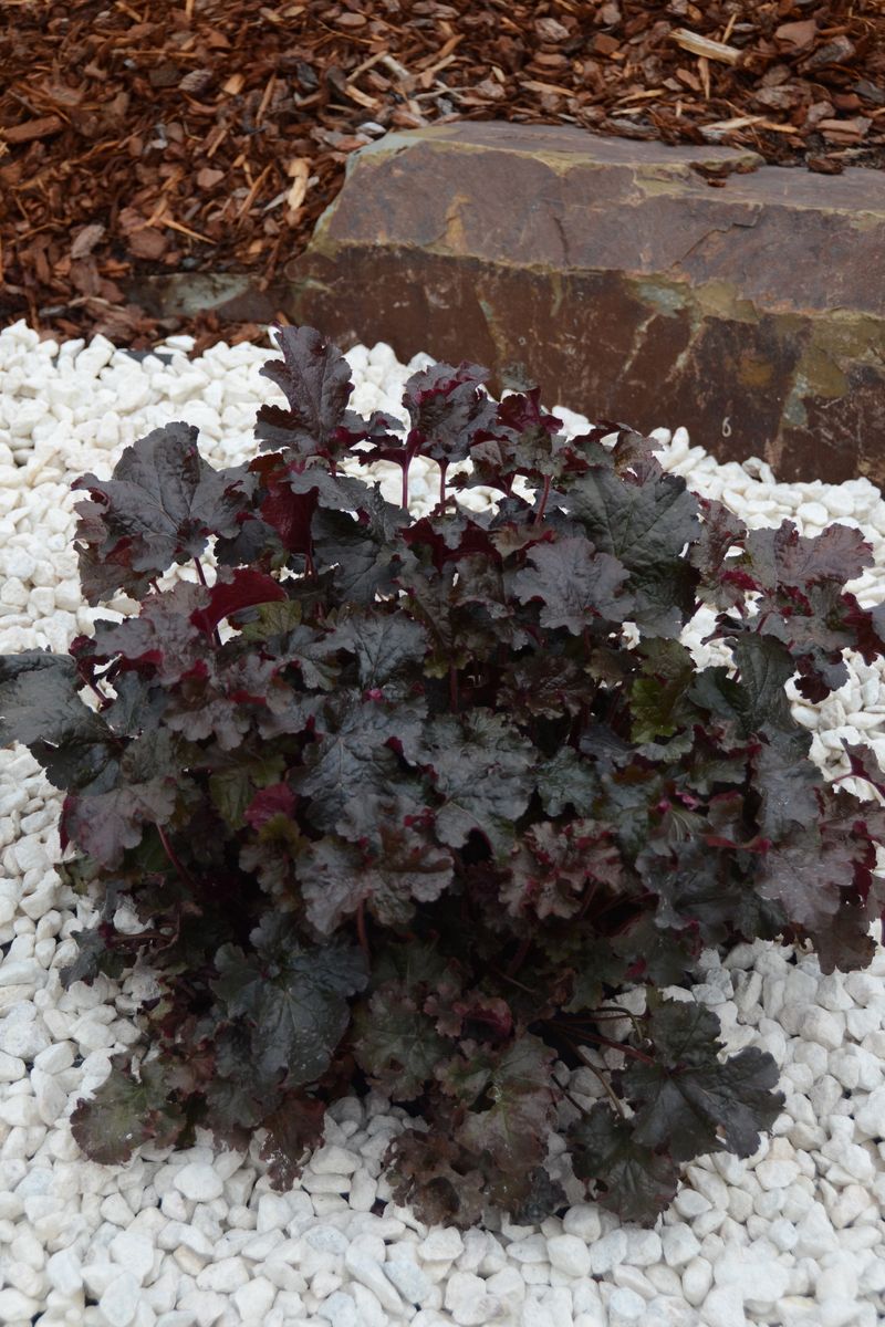 Heuchera ‘Chocolate Curl’