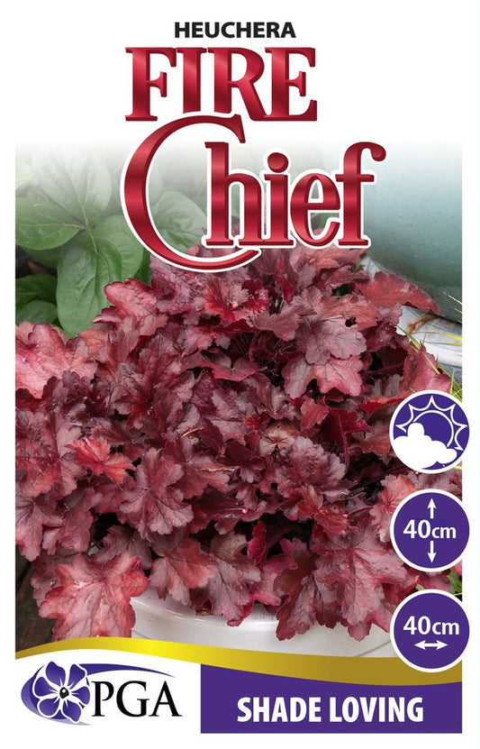 Heuchera ‘Fire Chief’