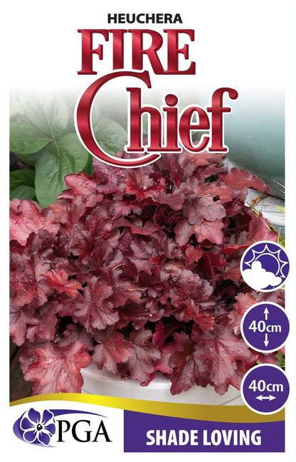 Heuchera ‘Fire Chief’