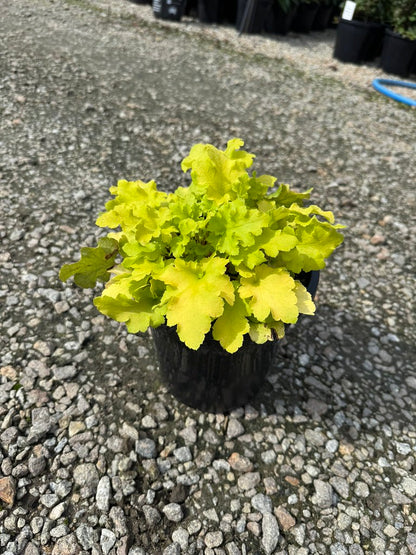 Heuchera Lime Marmalade