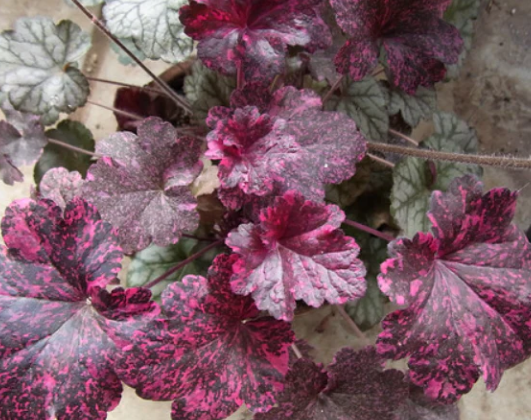 Heuchera Midnight Rose