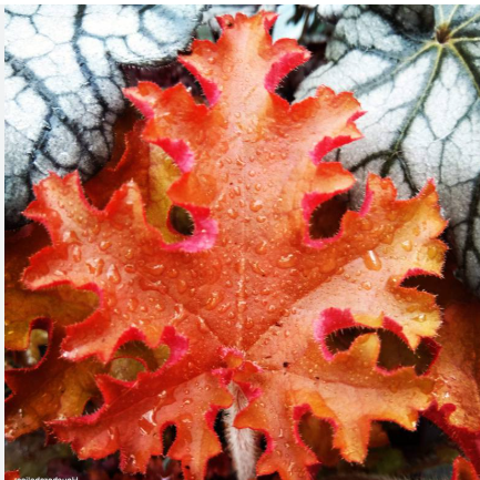 Heuchera Orangeberry