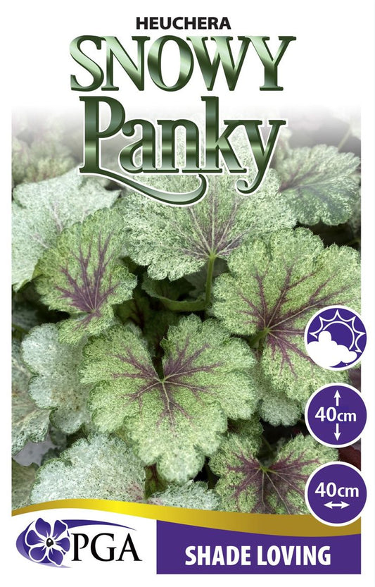 Heuchera ‘Snowy Panky’