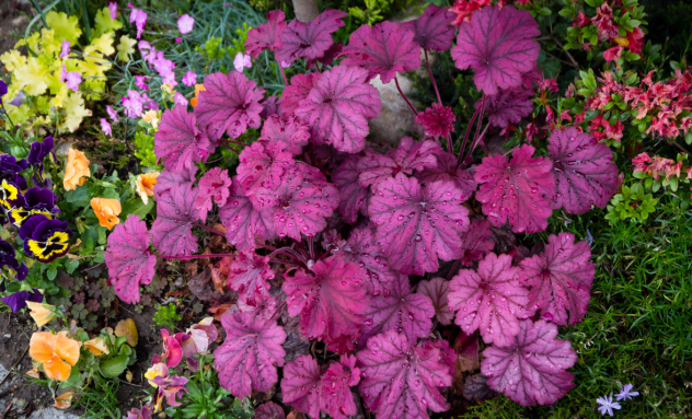 the plant broker