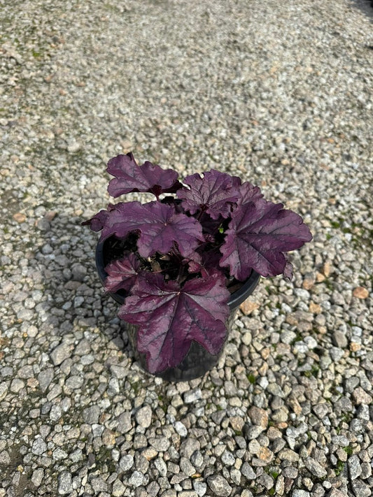 Heuchera hybrid 'Forever Purple'