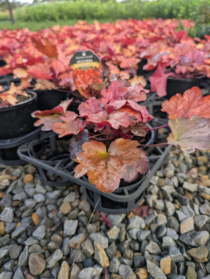 Heuchera hybrid 'Peach Flambé' pbr