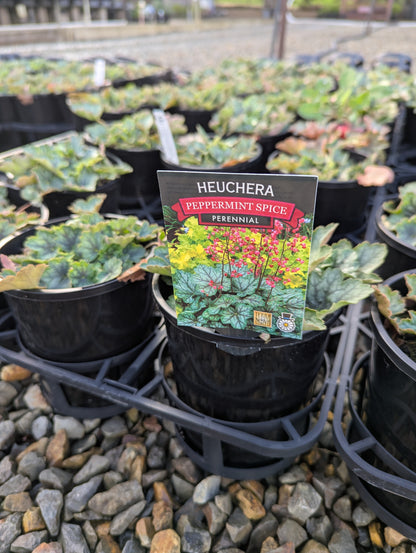 Heuchera hybrid 'Peppermint Spice'