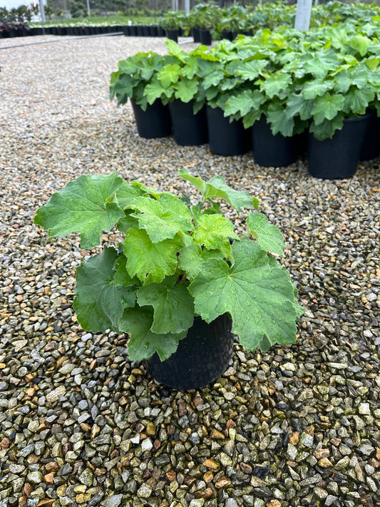 Heuchera villosa 'Autumn Bride'