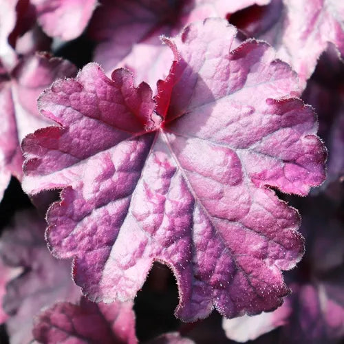 the plant broker