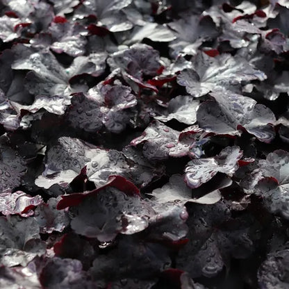 Heuchera Obsidian