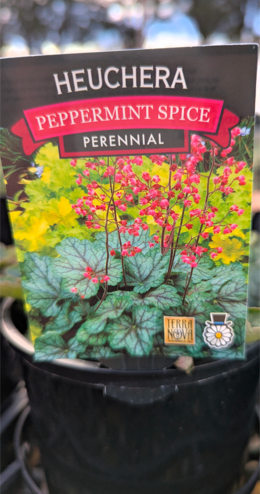 Heuchera hybrid 'Peppermint Spice'