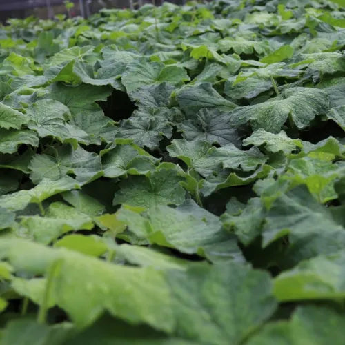 the plant broker