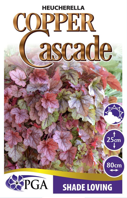Heucherella ‘Copper Cascade’