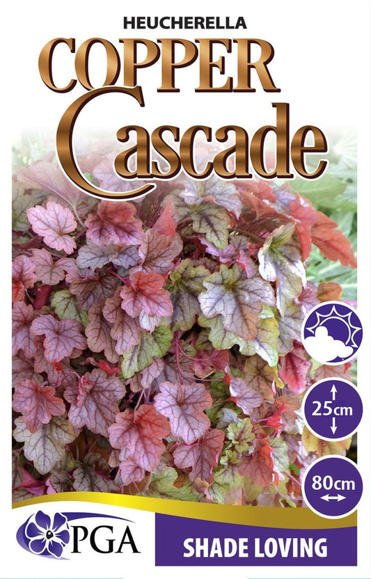 Heucherella ‘Copper Cascade’