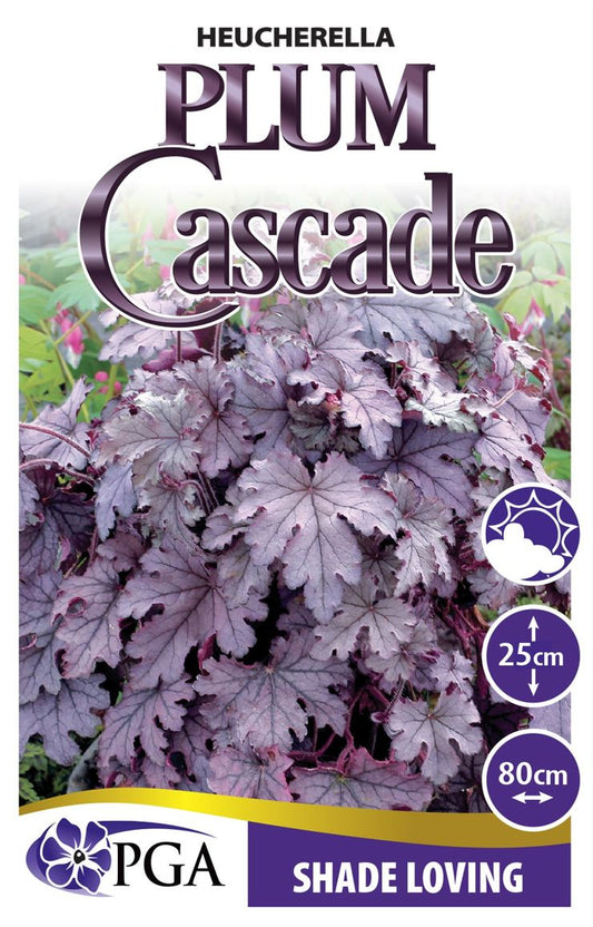 Heucherella ‘Plum Cascade’