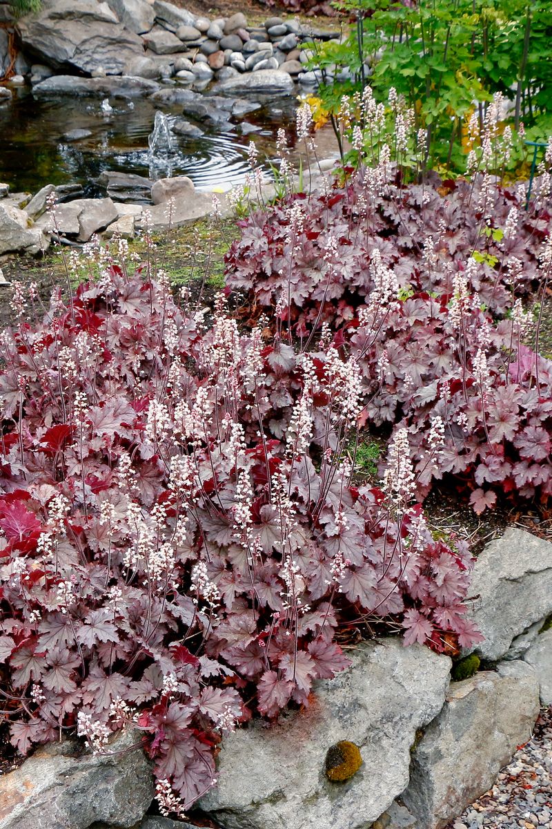 Heucherella ‘Plum Cascade’
