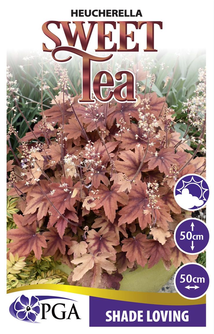 Heucherella ‘Sweet Tea’