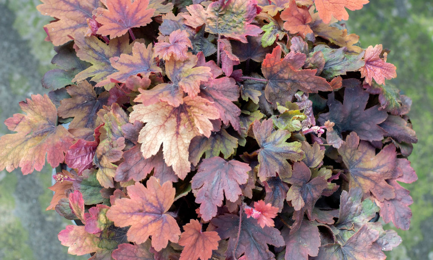 Heucherella ‘Sweet Tea’