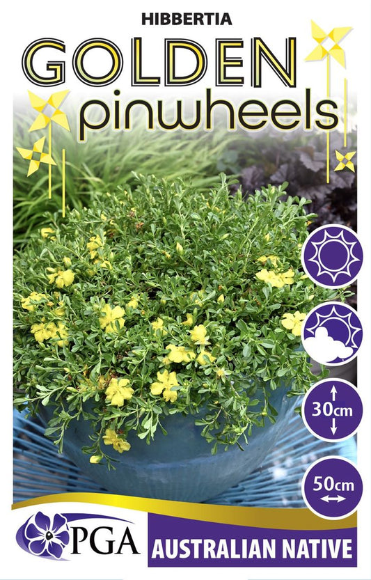 Hibbertia ‘Golden Pinwheels’