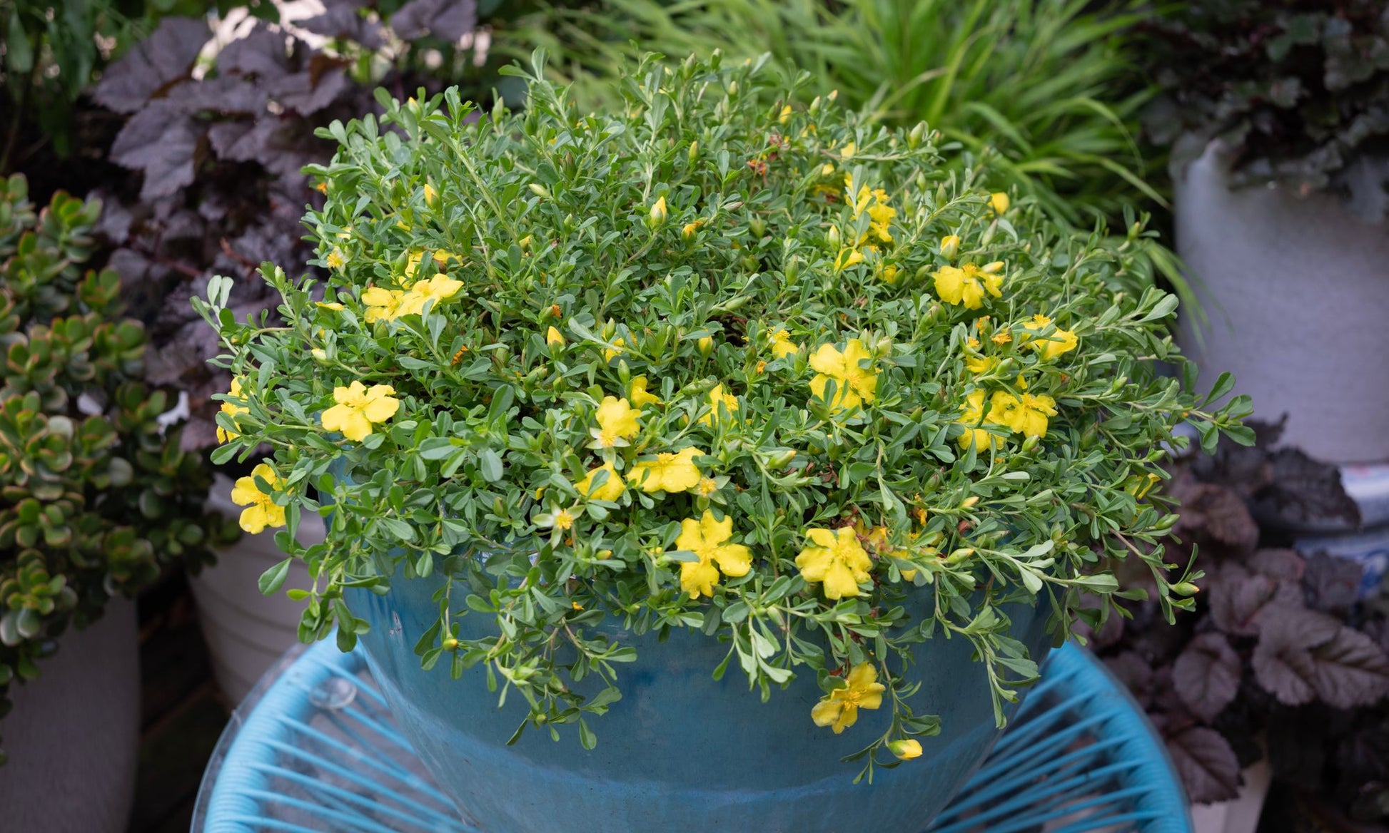 the plant broker